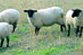 サフォーク３大ブランド吉祥羊まつり