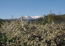 暑寒別岳とリンゴの花